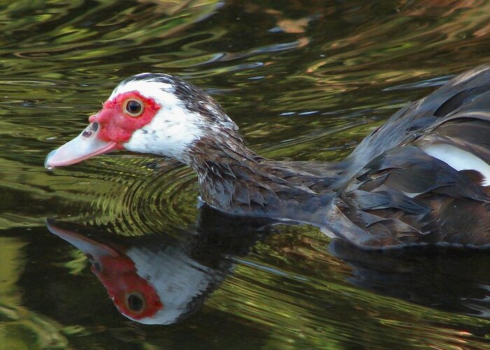 Duck Greeting Card featuring the photograph Muscovy Reflection by Carl Moore