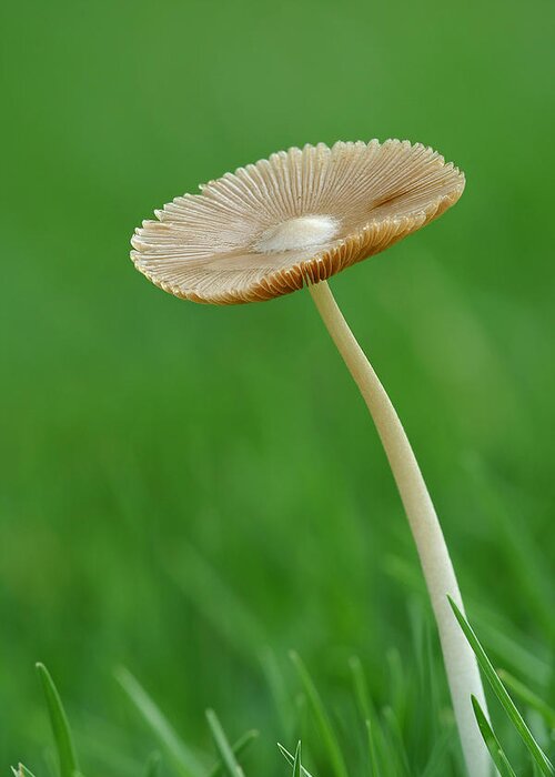 Mushroom Greeting Card featuring the photograph Mushroom by Yuri Peress