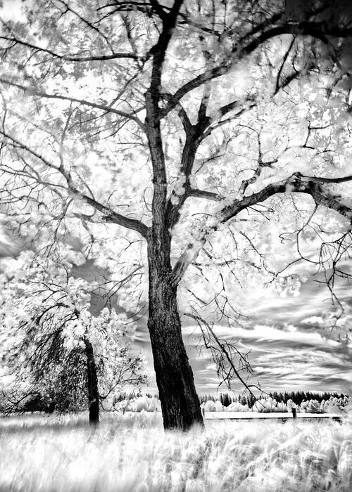 Infrared Greeting Card featuring the photograph Music Moves The Soul by Dan Jurak