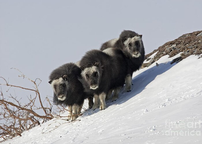 Musk Ox Greeting Card featuring the photograph Musk Ox Calves by Tim Grams