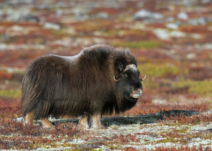 Muskox Greeting Card featuring the photograph Muskox by Arterra Picture Library