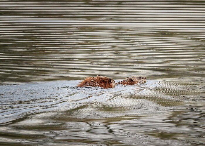 Bartlett Greeting Card featuring the photograph Muskrat Mating Victory by Joni Eskridge