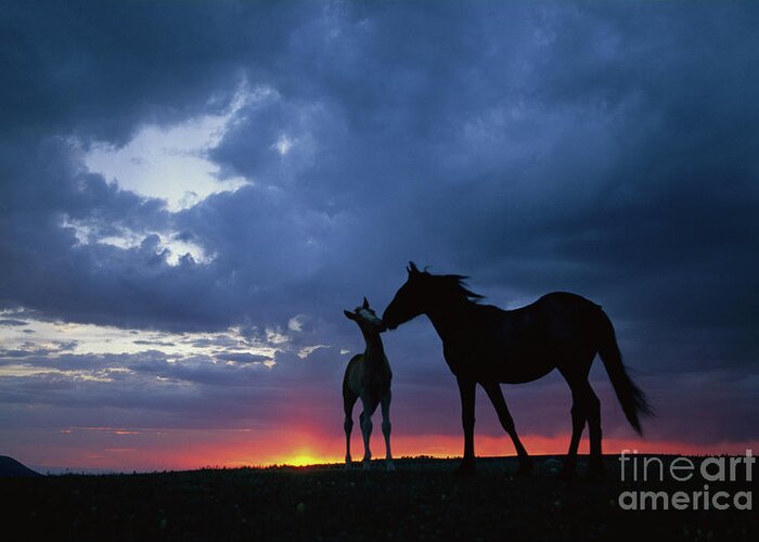 00340054 Greeting Card featuring the photograph Mustang and Foal at Sunset by Yva Momatiuk John Eastcott