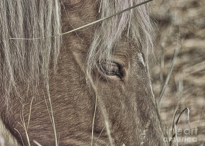 Horse Greeting Card featuring the photograph Mustango by Parrish Todd