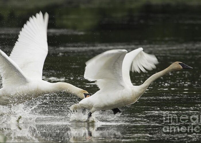 Swan Greeting Card featuring the photograph Mute Swan Intimidation by Jeannette Hunt