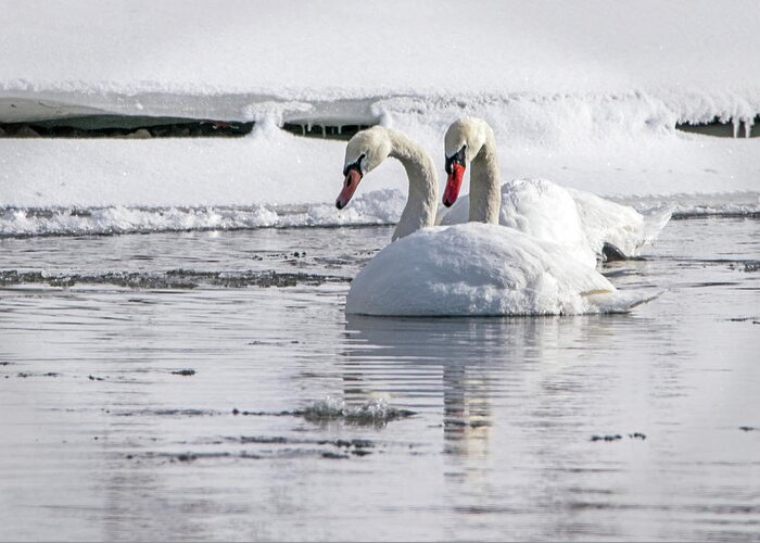 Swan Greeting Card featuring the photograph Mute Swan Pair by Ira Marcus