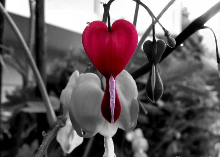 Bleeding Heart Greeting Card featuring the photograph My Bleeding Heart by September Stone