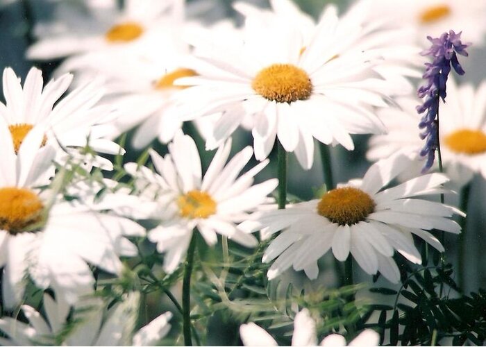 Daisies Greeting Card featuring the photograph My Daisies by Jackie Mueller-Jones