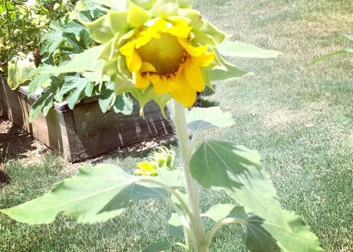  Greeting Card featuring the photograph 🌻my First Home Grown Sunflower!!! by Ashley Kate
