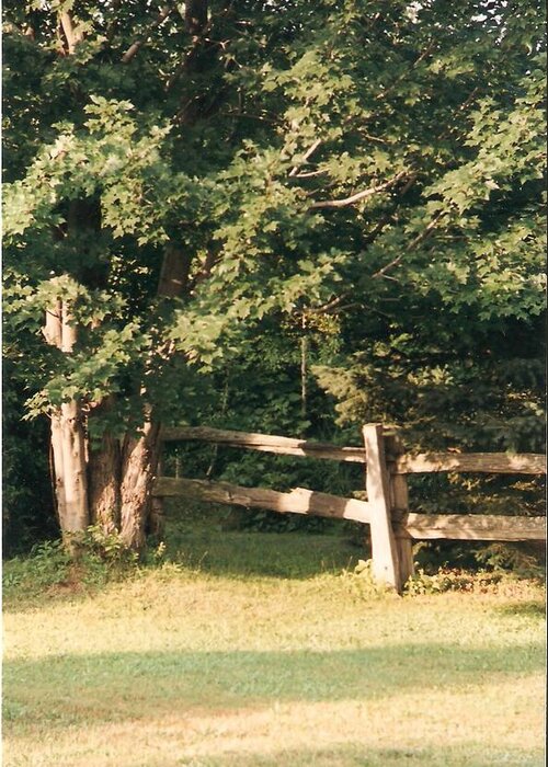 Trees Greeting Card featuring the photograph My Quiet Corner - Photograph by Jackie Mueller-Jones