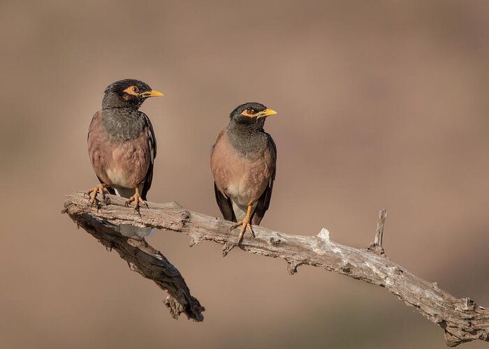 Acridotheres Tristis Greeting Card featuring the photograph Myna Pair by James Capo