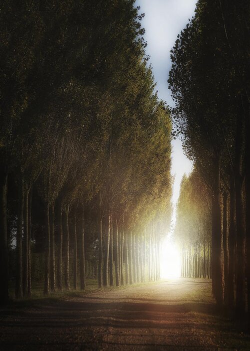 Avenue Greeting Card featuring the photograph Mysterious Light by Joana Kruse