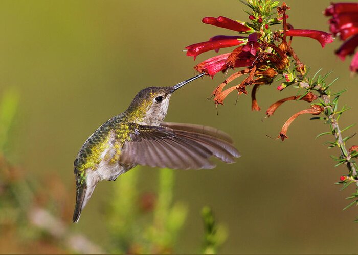 Mark Miller Photos Greeting Card featuring the photograph Mystery Hummingbird by Mark Miller