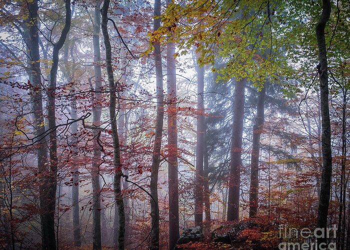 Forest Greeting Card featuring the photograph Mystery in fog by Elena Elisseeva