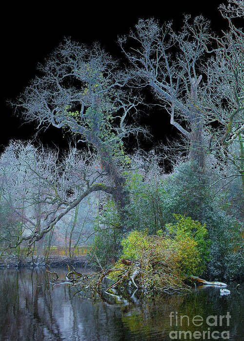 Den Haag Greeting Card featuring the photograph Mystical wintertree by Casper Cammeraat