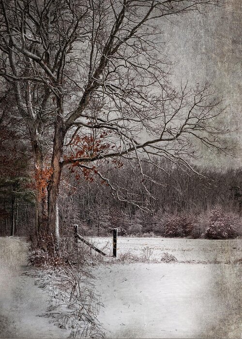 Winter Greeting Card featuring the photograph N by Robin-Lee Vieira