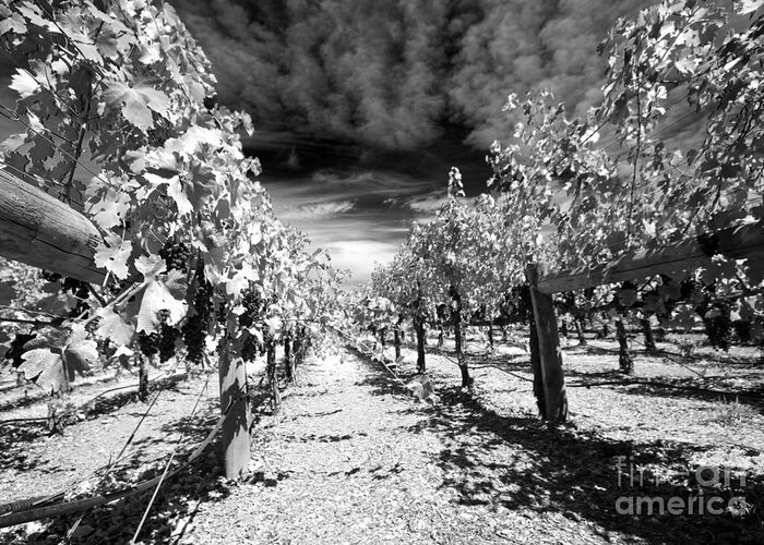 Landscape Greeting Card featuring the photograph Napa Rows in BW by Mary Haber