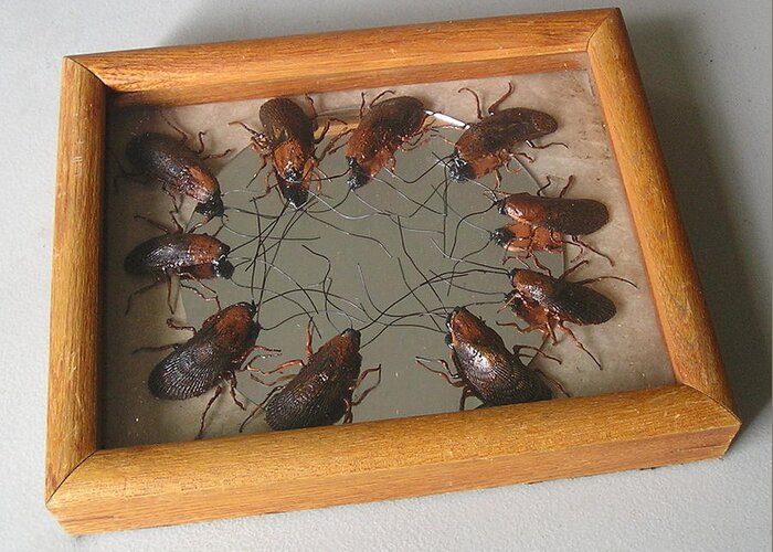  Greeting Card featuring the mixed media Narcissistic Cockroaches by Roger Swezey