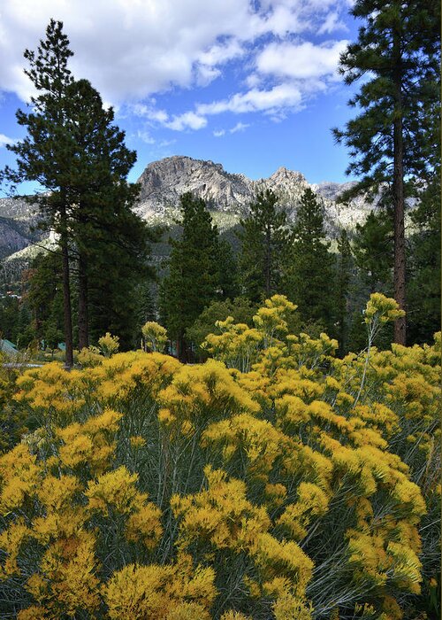 Humboldt-toiyabe National Forest Greeting Card featuring the photograph Natural Area Beneath Mt. Charleston by Ray Mathis