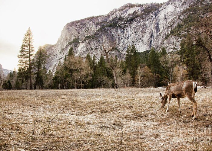 Yosemite National Park Greeting Card featuring the photograph Natural Deer Yosemite National Park by Chuck Kuhn