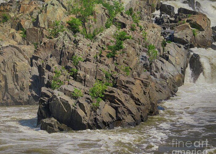 Potomac River Greeting Card featuring the photograph Nature Blooming From The Rocks by Dawn Gari