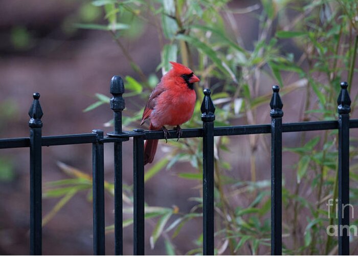 Red Bird Greeting Card featuring the photograph Nature Calling by Dale Powell