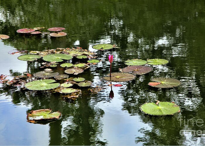 Siem Reap Greeting Card featuring the photograph Nature Lily Pods/Lotus Cambodia by Chuck Kuhn