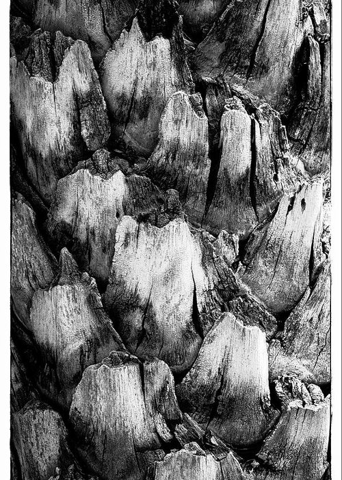 Black And White Greeting Card featuring the photograph Natures Abstract #1 by John Roach