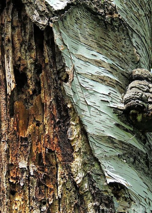 Marcia Lee Jones Greeting Card featuring the photograph Natures Bark by Marcia Lee Jones