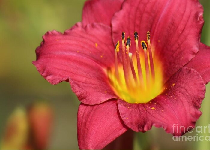 Pink Greeting Card featuring the photograph Nature's Beauty 121 by Deena Withycombe