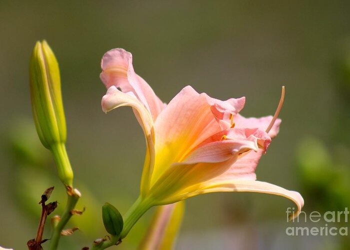Pink Greeting Card featuring the photograph Nature's Beauty 125 by Deena Withycombe
