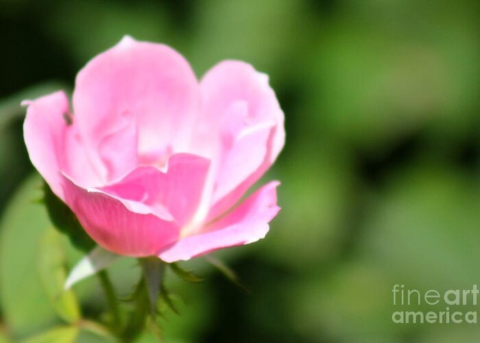 Pink Greeting Card featuring the photograph Nature's Beauty 15 by Deena Withycombe