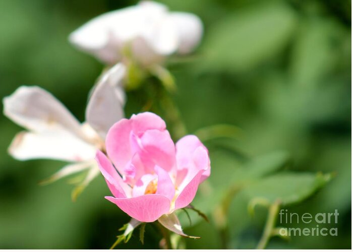 Pink Greeting Card featuring the photograph Nature's Beauty 2 by Deena Withycombe