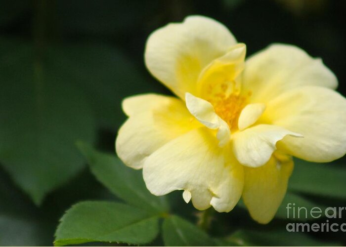 Yellow Greeting Card featuring the photograph Nature's Beauty 27 by Deena Withycombe