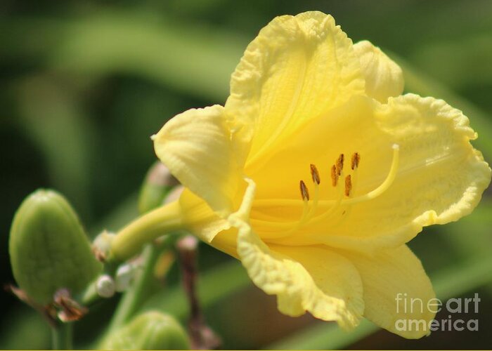 Yellow Greeting Card featuring the photograph Nature's Beauty 46 by Deena Withycombe