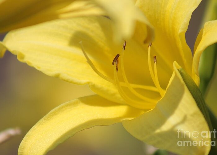 Yellow Greeting Card featuring the photograph Nature's Beauty 49 by Deena Withycombe