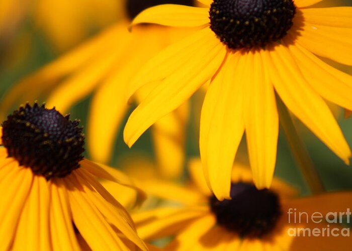 Yellow Greeting Card featuring the photograph Nature's Beauty 52 by Deena Withycombe