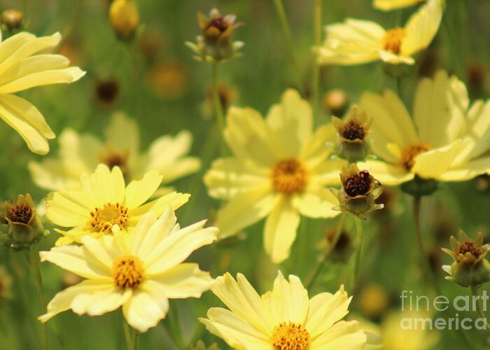 Yellow Greeting Card featuring the photograph Nature's Beauty 61 by Deena Withycombe