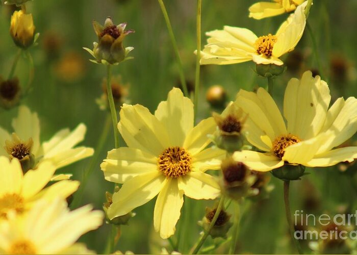 Yellow Greeting Card featuring the photograph Nature's Beauty 64 by Deena Withycombe