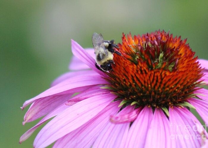 Pink Greeting Card featuring the photograph Nature's Beauty 77 by Deena Withycombe