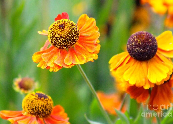 Orange Greeting Card featuring the photograph Nature's Beauty 88 by Deena Withycombe