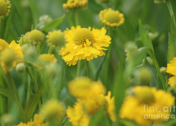 Yellow Greeting Card featuring the photograph Nature's Beauty 91 by Deena Withycombe