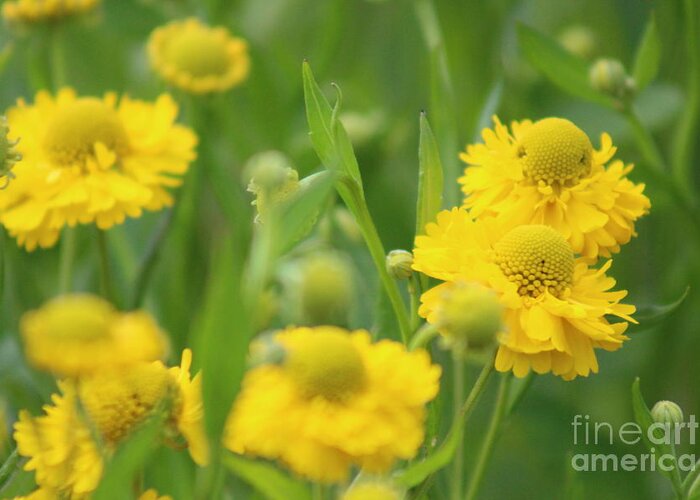 Yellow Greeting Card featuring the photograph Nature's Beauty 92 by Deena Withycombe