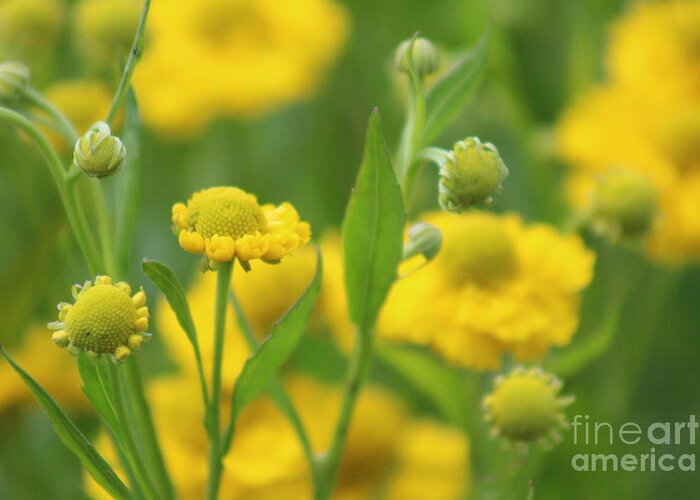 Yellow Greeting Card featuring the photograph Nature's Beauty 94 by Deena Withycombe