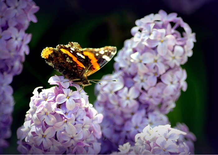 Butterfly Greeting Card featuring the photograph Nature's Beauty by Clarice Lakota