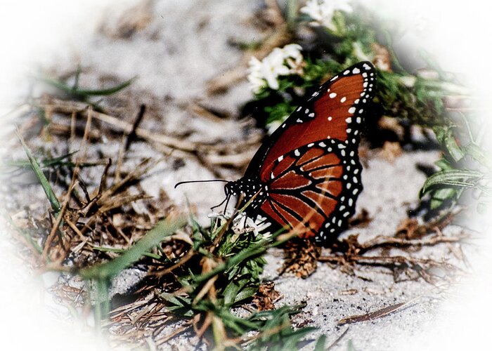 Butterflys Greeting Card featuring the photograph Natures Beauty by Rick Redman