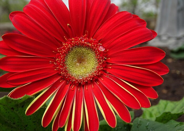 Gerbera Daisies Greeting Card featuring the photograph Nature's Best by Mary Halpin
