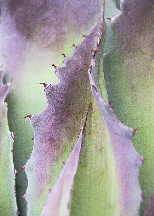 Cactus Greeting Card featuring the photograph Nature's Desert Abstract Two by Julie Palencia