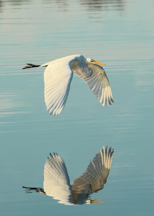 Bird Greeting Card featuring the photograph Nature's Mirror by Artful Imagery