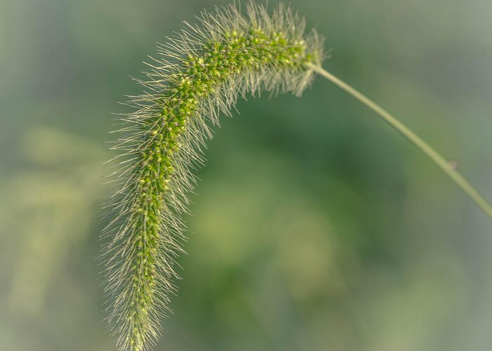 Weed Greeting Card featuring the photograph Natures Tail by Bruce Pritchett